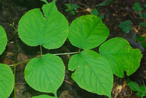 Aralia_racemosa_leaf.jpg