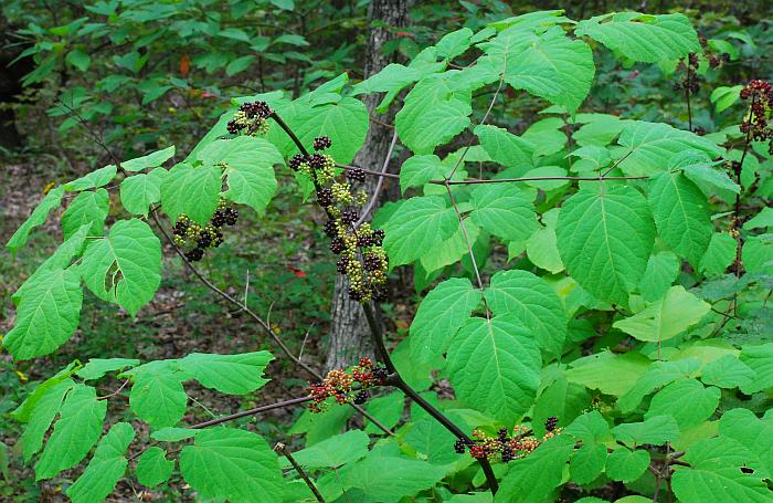 Aralia_racemosa_plant2.jpg