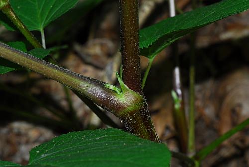 Aralia_racemosa_stem2.jpg