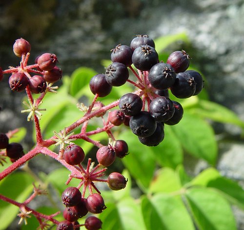 Aralia_spinosa_fruits.jpg