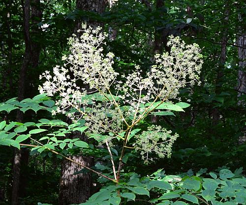 Aralia_spinosa_inflorescence.jpg