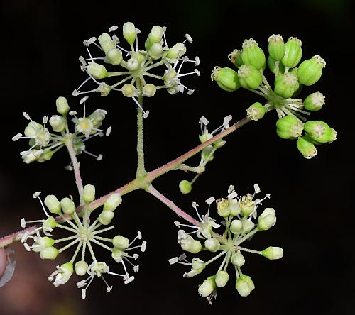 Aralia_spinosa_inflorescence2.jpg