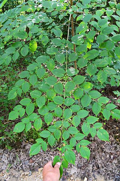 Aralia_spinosa_leaf1.jpg