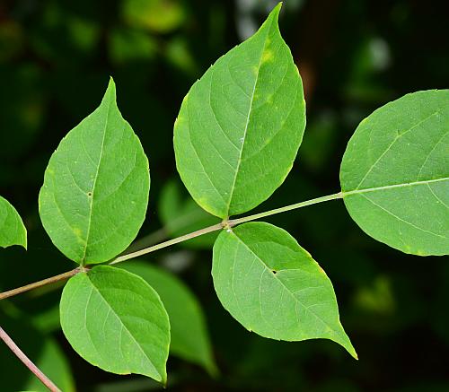 Aralia_spinosa_leaflet1.jpg