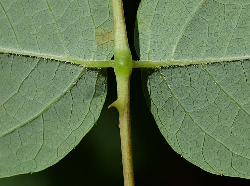 Aralia_spinosa_leaflet2a.jpg