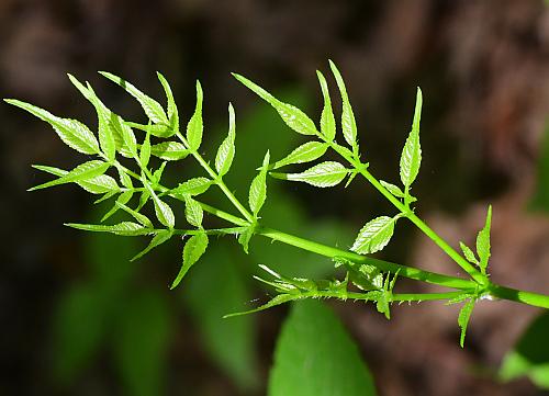 Aralia_spinosa_newleaf.jpg