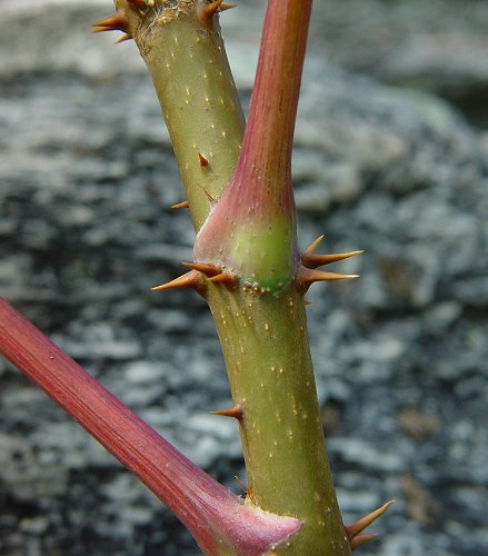 Aralia_spinosa_node.jpg