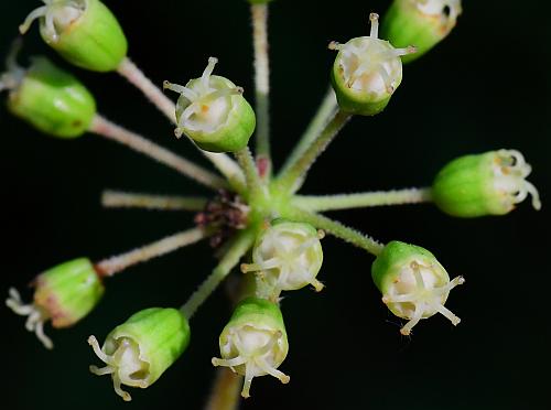 Aralia_spinosa_pistillate.jpg