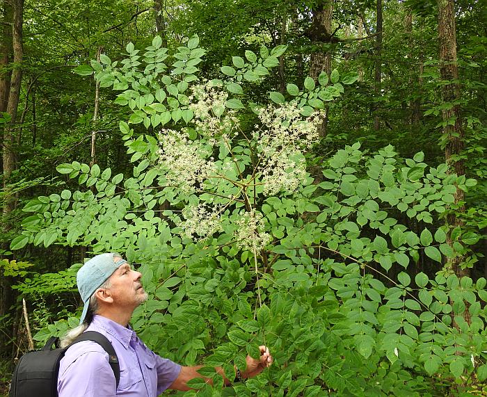 Aralia_spinosa_plant.jpg