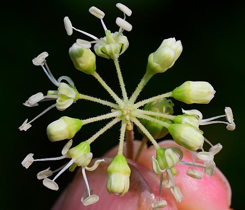 Aralia_spinosa_staminate.jpg