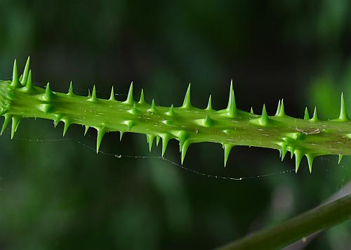 Aralia_spinosa_stem1.jpg