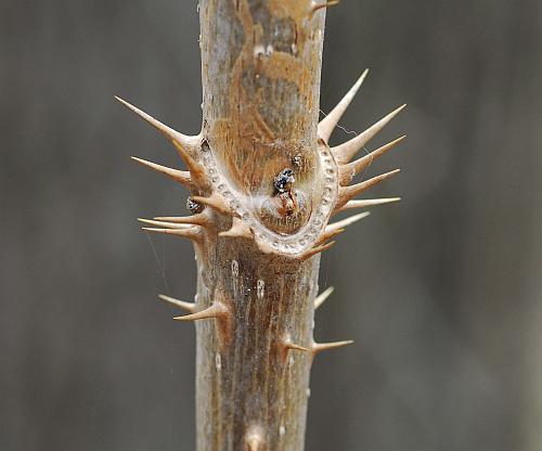 Aralia_spinosa_stem2.jpg