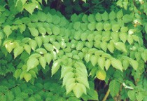 Aralia spinosa thumbnail