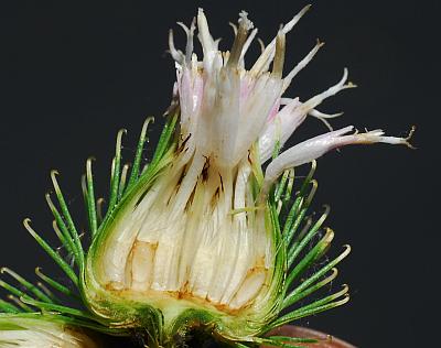 Arctium_minus_head.jpg