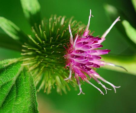 Arctium_minus_head1.jpg