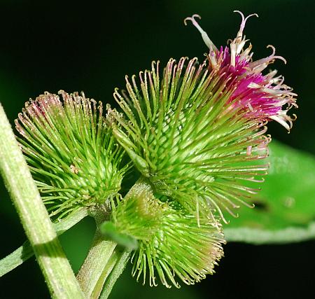 Arctium_minus_head2.jpg