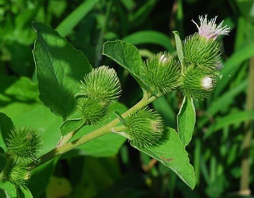 Arctium_minus_inflorescence.jpg