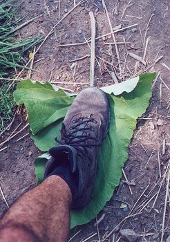 Arctium_minus_leaf.jpg