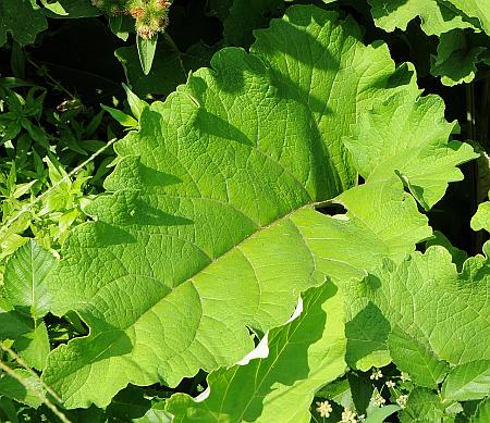 Arctium_minus_leaf1.jpg