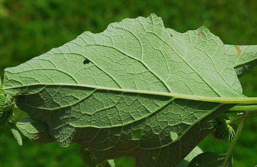 Arctium_minus_leaf2.jpg