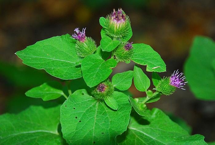 Arctium_minus_plant2.jpg