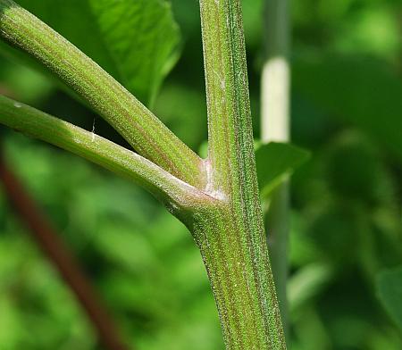 Arctium_minus_stem.jpg