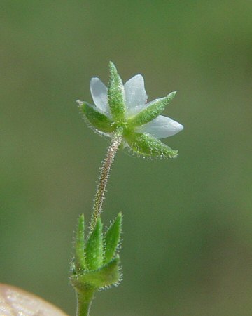 Arenaria_serpyllifolia_calyx.jpg