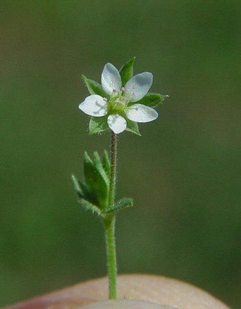 Arenaria_serpyllifolia_flower.jpg