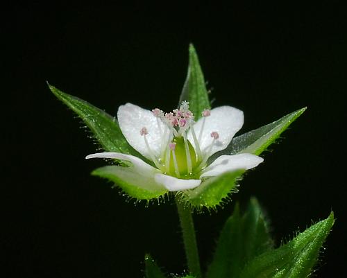 Arenaria_serpyllifolia_flower2.jpg