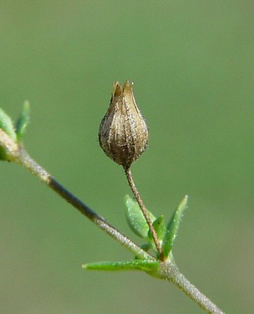 Arenaria_serpyllifolia_fruit.jpg