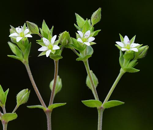 Arenaria_serpyllifolia_inflorescences.jpg