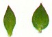 Arenaria_serpyllifolia_leaves.jpg