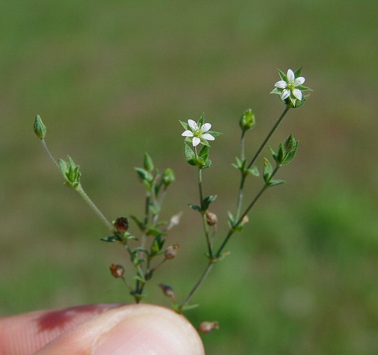 Arenaria_serpyllifolia_plant.jpg