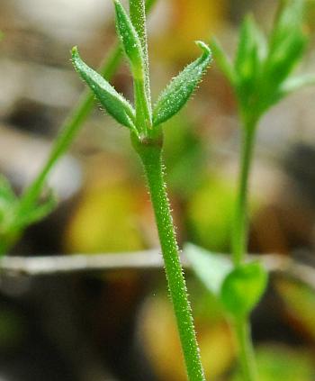 Arenaria_serpyllifolia_stem.jpg