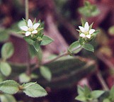 Arenaria serpyllifolia thumbnail