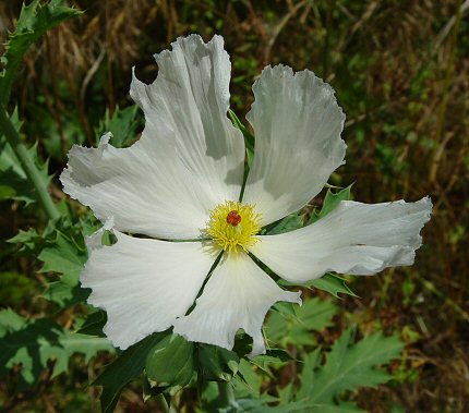 Argemone_albiflora_flower.jpg