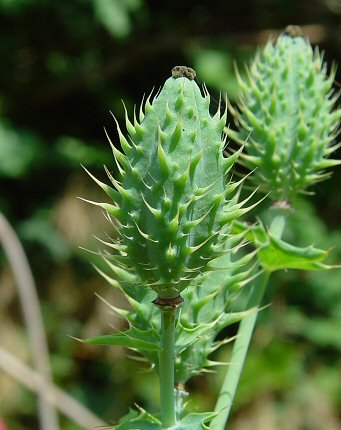 Argemone_albiflora_fruit.jpg