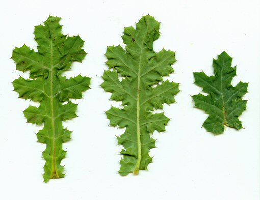 Argemone_albiflora_leaves.jpg