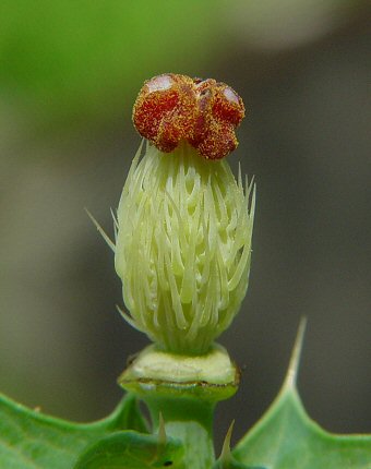 Argemone_albiflora_pistil.jpg