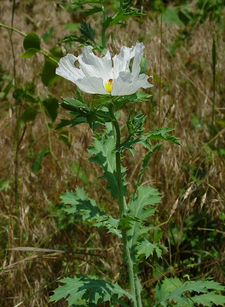 Argemone_albiflora_plant.jpg