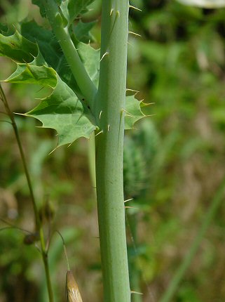 Argemone_albiflora_stem.jpg