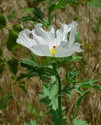 Argemone albiflora thumbnail