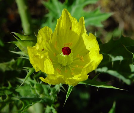 Argemone_mexicana_flower.jpg