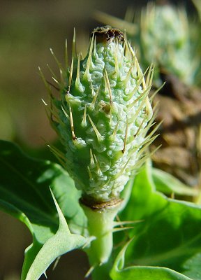 Argemone_mexicana_fruits2.jpg