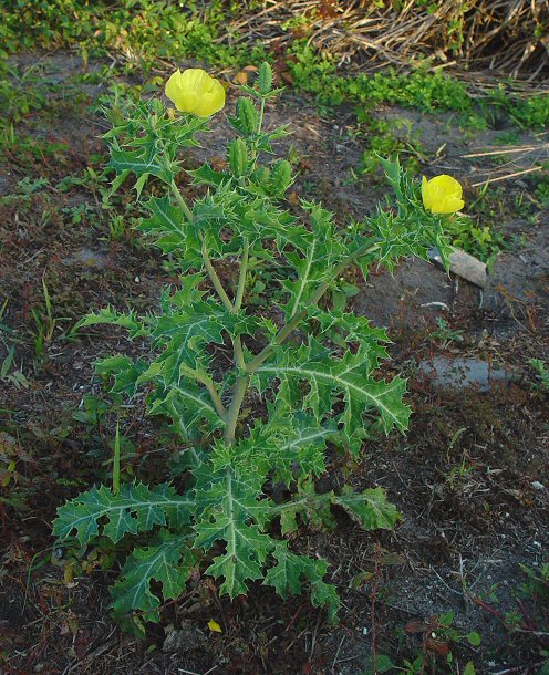 Argemone_mexicana_plant.jpg