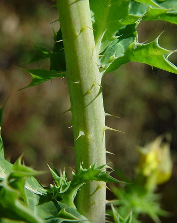 Argemone_mexicana_stems.jpg