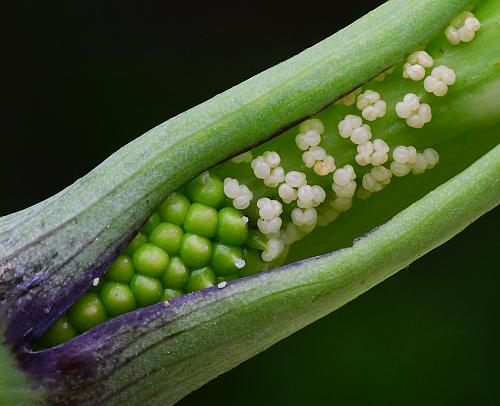 Arisaema_dracontium_flowers.jpg