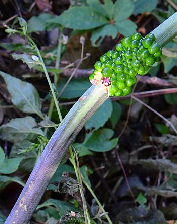 Arisaema_dracontium_fruit1.jpg