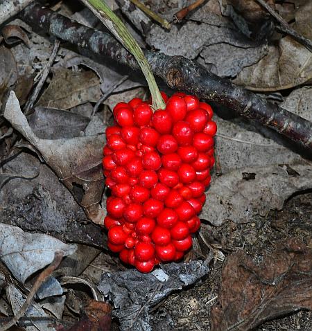 Arisaema_dracontium_fruit2.jpg