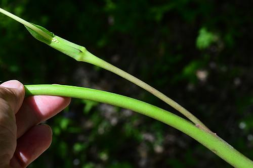 Arisaema_dracontium_inflorescence1.jpg